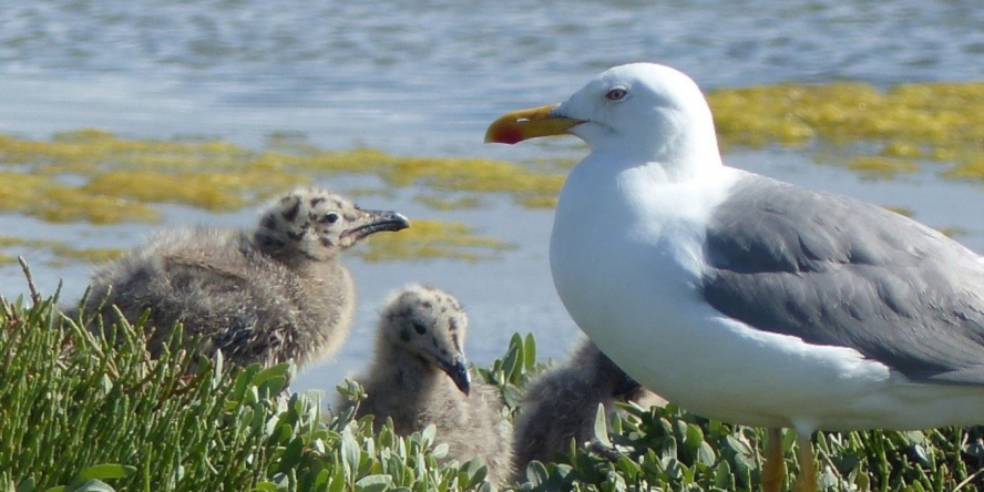 Famille de goélands